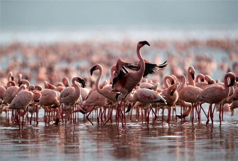 Озеро Богория, Кени кормит 2 миллиона малых фламинго © Dr Ajay Kumar Singh / Shutterstock Озеро Богория, Кени кормит 2 миллиона малых фламинго © Dr Ajay Kumar Singh / Shutterstock