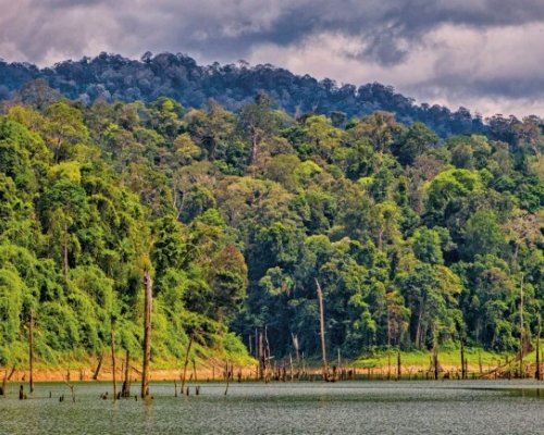 Белум-Теменгор в Малайзии, одна из площадок проекта © Malaysian Nature Society Белум-Теменгор в Малайзии, одна из площадок проекта © Malaysian Nature Society