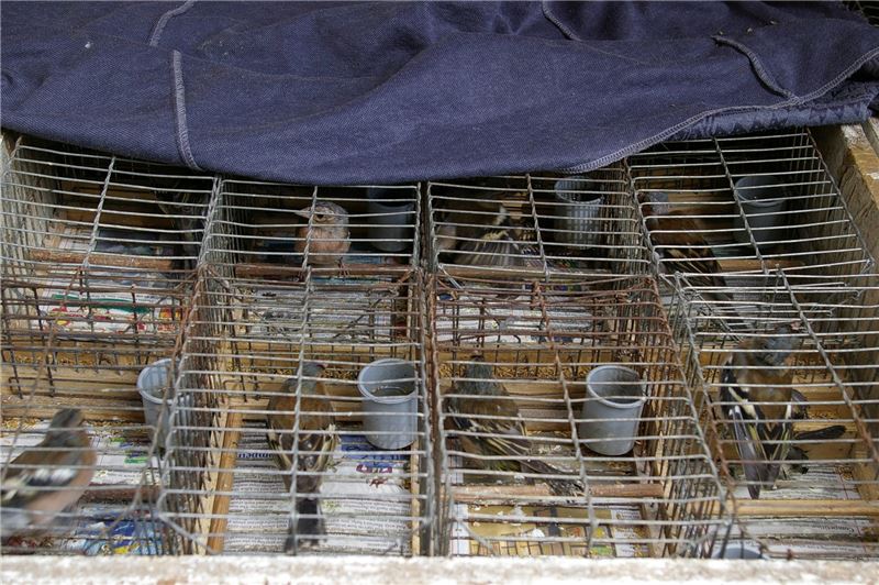 Рынок Valettbird © BirdLife Malta Рынок Valettbird © BirdLife Malta