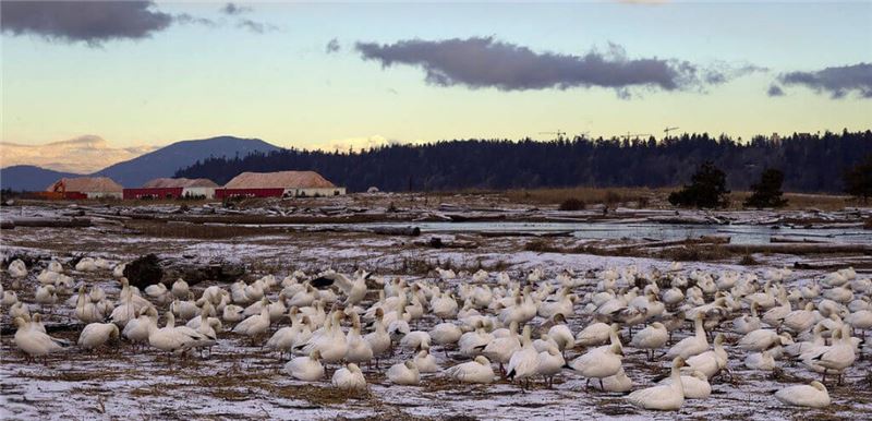 В дельте обитают 40000 белых гусей © Bird Studies Canada