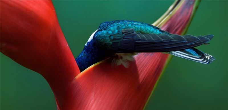 Image Image