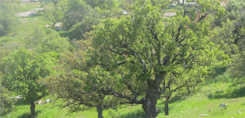 Quercus ithaburensis в Ярмуке © RSCN Quercus ithaburensis в Ярмуке © RSCN