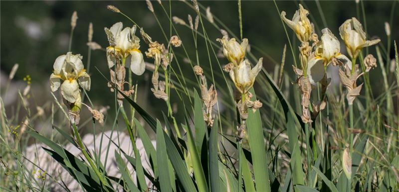 Редкий эндемик Ориен Ирис (Iris orjenii) © Mihailo Jovićević Редкий эндемик Ориен Ирис (Iris orjenii) © Mihailo Jovićević
