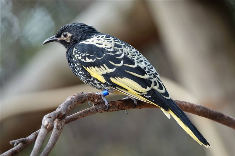 Regent Honeyeater © Valentin / Flickr Regent Honeyeater © Valentin / Flickr