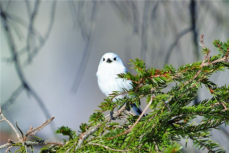 подвид длиннохвостой синицы © HIH Princess Takamado