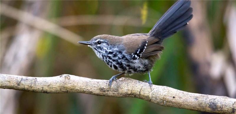 Marsh Antwren весит около десяти граммов © Marco Silva Marsh Antwren весит около десяти граммов © Marco Silva