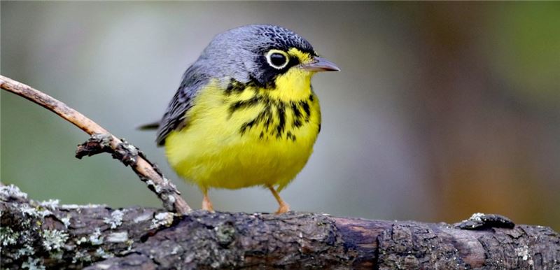 Население CanadWarbler сокращается © Steve Jones Население CanadWarbler сокращается © Steve Jones