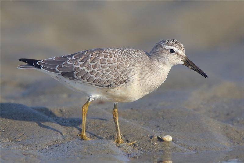 Разлив нефти может означать катастрофу для редкого подвида Red Knot © Scott Heron Разлив нефти может означать катастрофу для редкого подвида Red Knot © Scott Heron