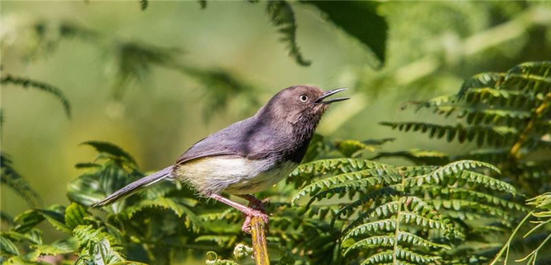 TaitApalis - одна из самых редких птиц в мире, встречается только в Кенийских холмах TaitHills © Pete Steward TaitApalis - одна из самых редких птиц в мире, встречается только в Кенийских холмах TaitHills © Pete Steward