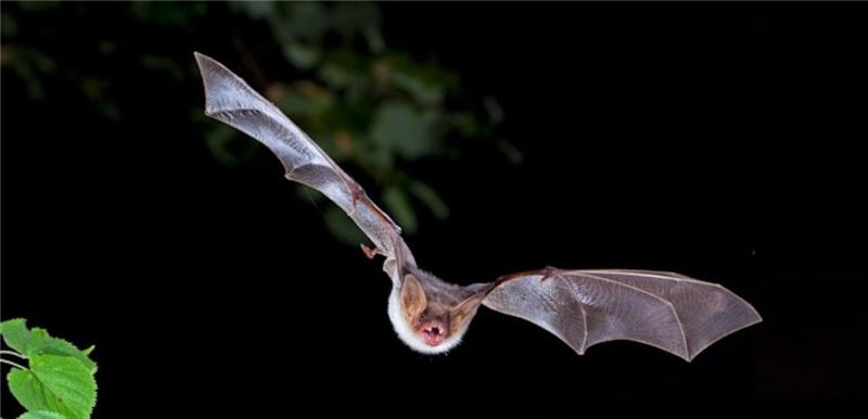 Большая мышь-ушастая летучая мышь © C. Robiller / Naturlichter.de Большая мышь-ушастая летучая мышь © C. Robiller / Naturlichter.de