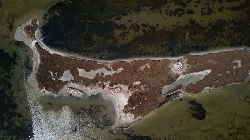 Вид с воздуха на гнездовой остров пеликанов в Дивьяке © Arian Koci Вид с воздуха на гнездовой остров пеликанов в Дивьяке © Arian Koci