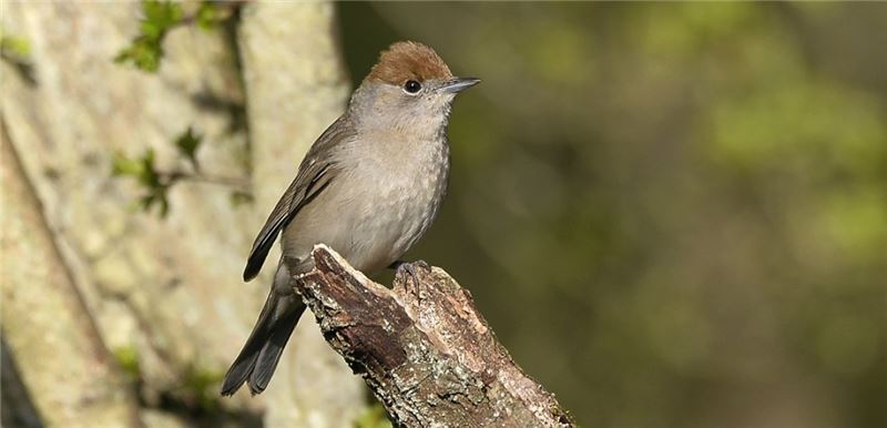 Самка Blackcap Самка Blackcap