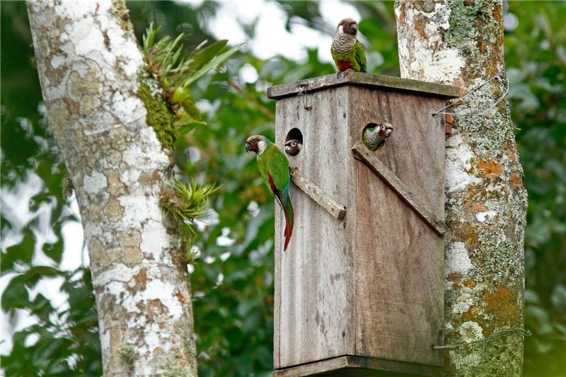 Искусственные гнездовые ящики позволяют попугаям спокойно размножаться, в безопасности от браконьеров © Fábio Nunes