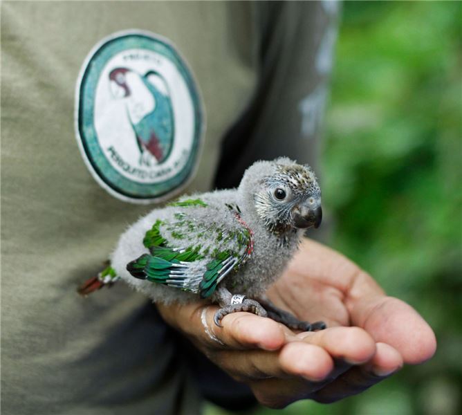 Местные жители следят за гнездами и помогают сохранить новых птенцов © Fábio Nunes