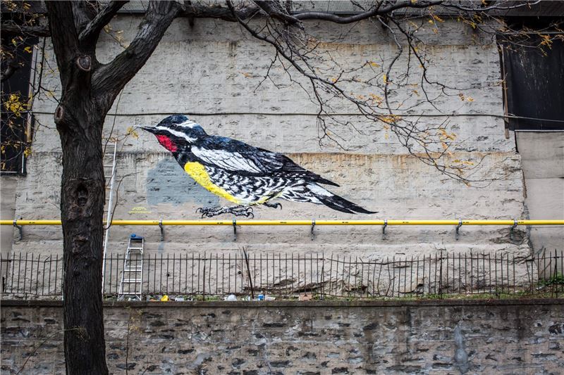 Sapsucker Уильямсона у банкомата, фото © Хиллари Эггерс Sapsucker Уильямсона у банкомата, фото © Хиллари Эггерс