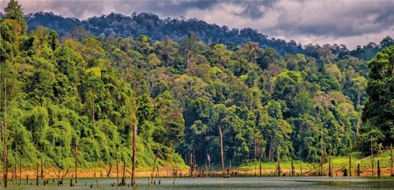 Белум-Теменгор в Малайзии, одна из площадок проекта © Malaysian Nature Society Белум-Теменгор в Малайзии, одна из площадок проекта © Malaysian Nature Society