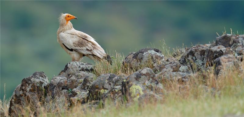 Египетский гриф © Birdlife Europe Египетский гриф © Birdlife Europe