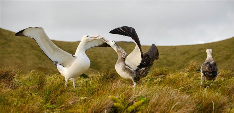 Тристан Альбатросы исполняют свой танец ухаживания © Nick Holmes / RSPB Тристан Альбатросы исполняют свой танец ухаживания © Nick Holmes / RSPB