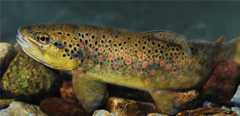 PrespTrout © Любомир Стефанов PrespTrout © Любомир Стефанов