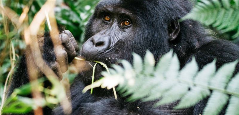 Горная горилла (Gorillberingei beringei) © Эмили Чен Горная горилла (Gorillberingei beringei) © Эмили Чен