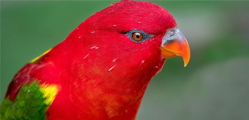 Болтливый лори, популярное домашнее животное © Alan Tunnicliffe / Shutterstock Болтливый лори, популярное домашнее животное © Alan Tunnicliffe / Shutterstock