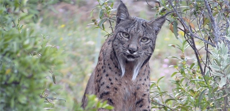 Иберийский Lynx еще вокруг, благодаря упорной работе по охране природы © Nathan Ranc Иберийский Lynx еще вокруг, благодаря упорной работе по охране природы © Nathan Ranc