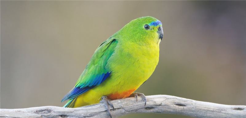 Оранжевый пузатый попугай, вид, возвращенный с края пропасти с момента основания КБР © JJ Harrison / WikimediCommons