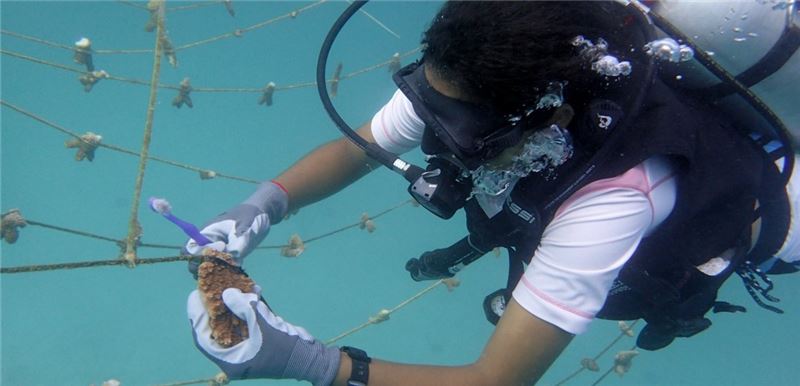 Спасатель рифов Athincleaning кораллы в питомнике © Nature Seychelles Спасатель рифов Athincleaning кораллы в питомнике © Nature Seychelles