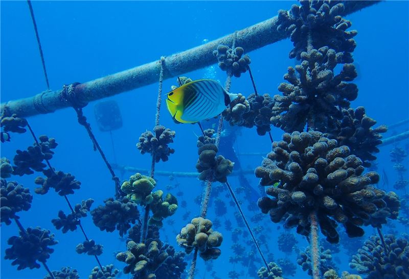 проект Reef Rescuers собрал более 40 000 фрагментов кораллов в подводных питомниках © Nature Seychelles проект Reef Rescuers собрал более 40 000 фрагментов кораллов в подводных питомниках © Nature Seychelles