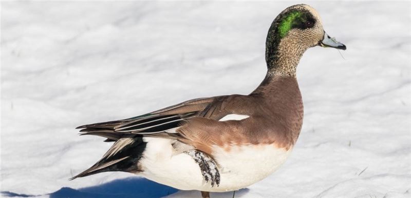 Популяция американского Wigeon сокращается из-за потери среды обитания © Andrew Reding / Flickr Популяция американского Wigeon сокращается из-за потери среды обитания © Andrew Reding / Flickr