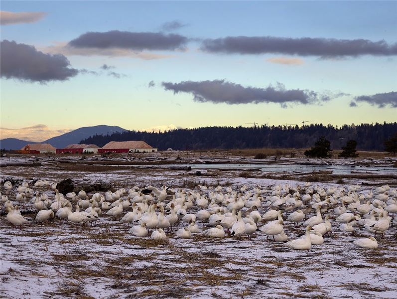 Гуси отдыхают на пляже Ион-Бич в дельте реки Фрейзер © Birds Canada Гуси отдыхают на пляже Ион-Бич в дельте реки Фрейзер © Birds Canada