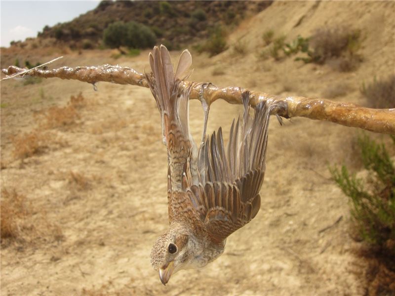 Красный сорокопут, пойманный на липучке © BirdLife Cyprus Красный сорокопут, пойманный на липучке © BirdLife Cyprus