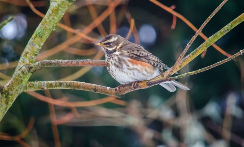 Цветные пятна Redwing эволюционировали, чтобы имитировать еду? © Элисон Дэй / Flickr Цветные пятна Redwing эволюционировали, чтобы имитировать еду? © Элисон Дэй / Flickr