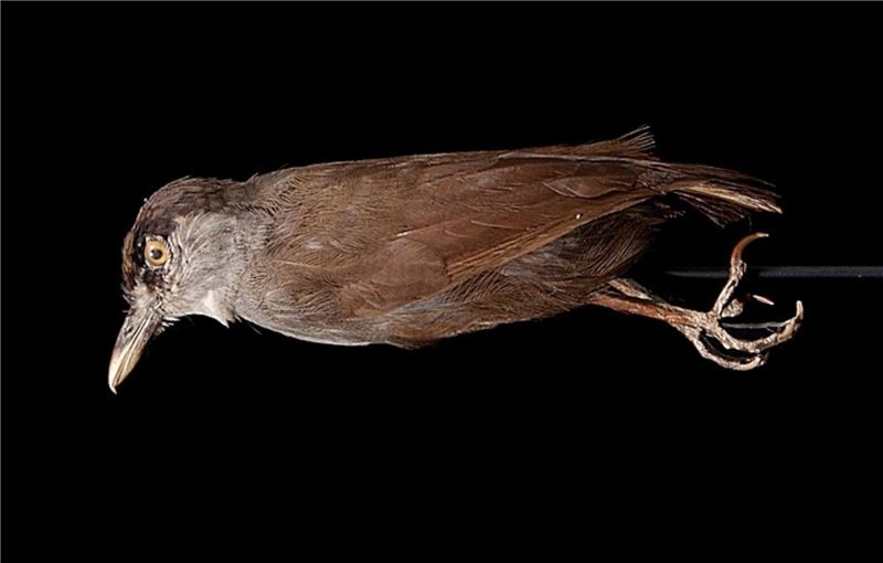 Многовековой экземпляр сильно отличается от живой птицы © Naturalis Biodiversity Center Многовековой экземпляр сильно отличается от живой птицы © Naturalis Biodiversity Center