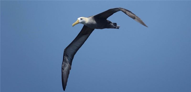 Впечатляющий размах крыльев Waved Albatross помогает преодолевать тысячи миль © Mike's Birds Впечатляющий размах крыльев Waved Albatross помогает преодолевать тысячи миль © Mike's Birds
