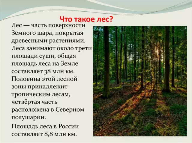 Чудеса лесов и их экологическая роль