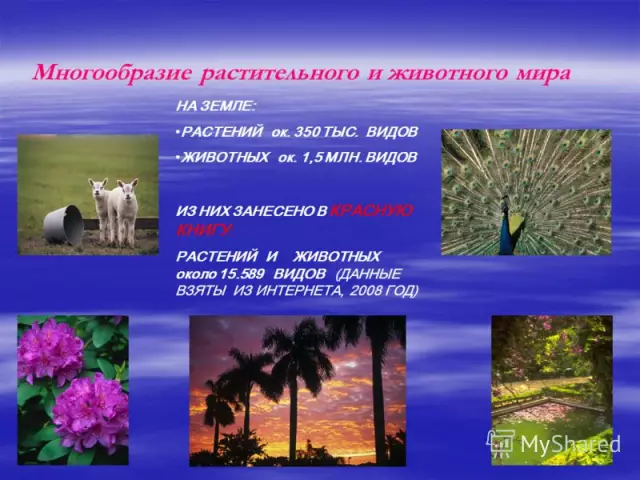 Экосистемы планеты: роль растительности и животного мира
