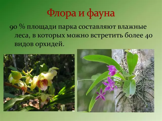Флора и фауна уникальных биомов Земли