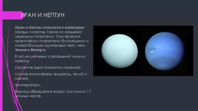 Гиганты и карлики: экстремальные размеры в животном мире