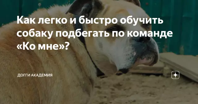 Как обучить собаку ходить по поводку