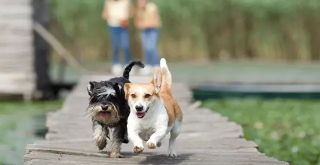 Создание Perfect Dog Playdate