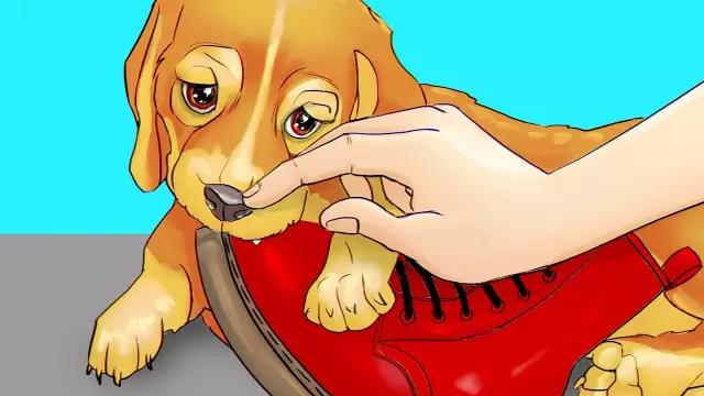 Как потренировать собаку