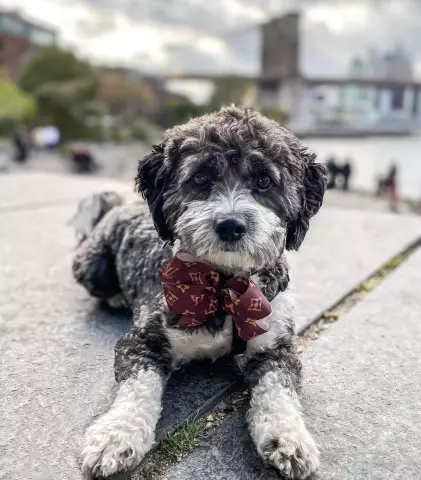 Boxerdoodle: познакомиться с гибридной породой собак