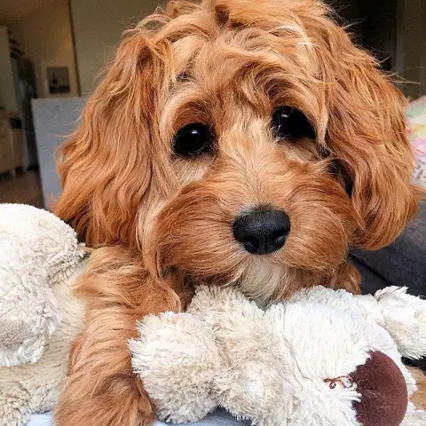 Doxiepoo: познакомиться с гибридной породой
