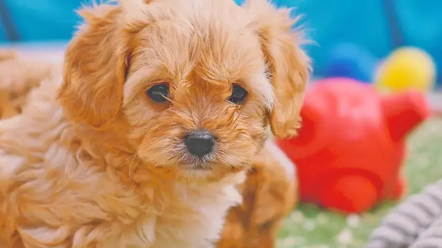 Cavachon: познакомиться с гибридной породой собак