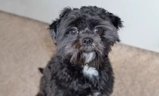 Affenpoo: познакомиться с гибридной породой