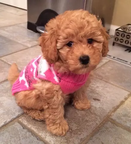Bichon-Poo: познакомиться с гибридной породой