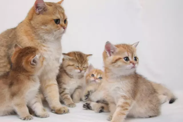 5 причин, по которым кошки ужасают поклонников футбола