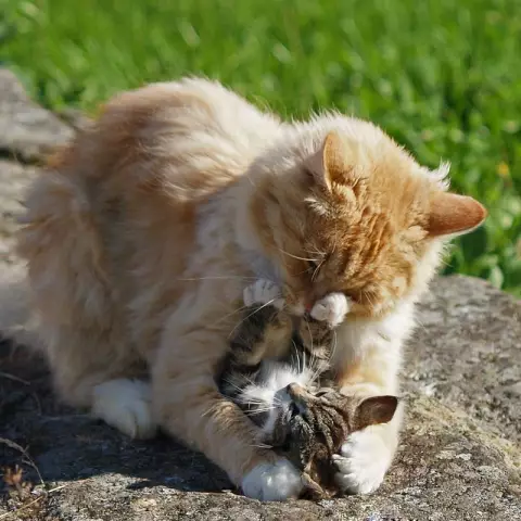 Kitteh !! Является ли генератор Cat-Picture наших мечтаний