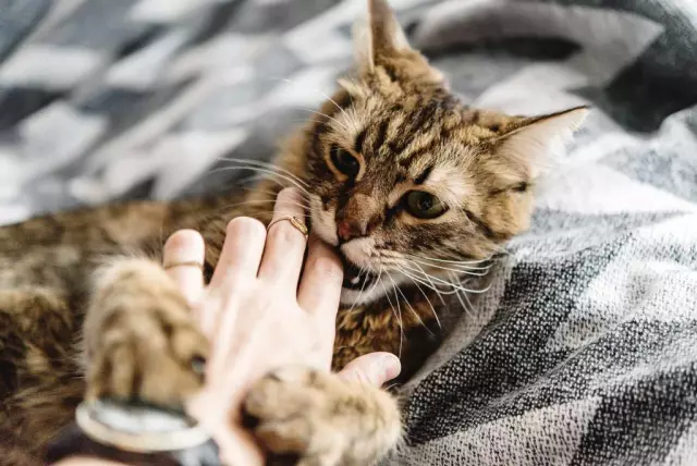 9 советов для приведения котенка домой